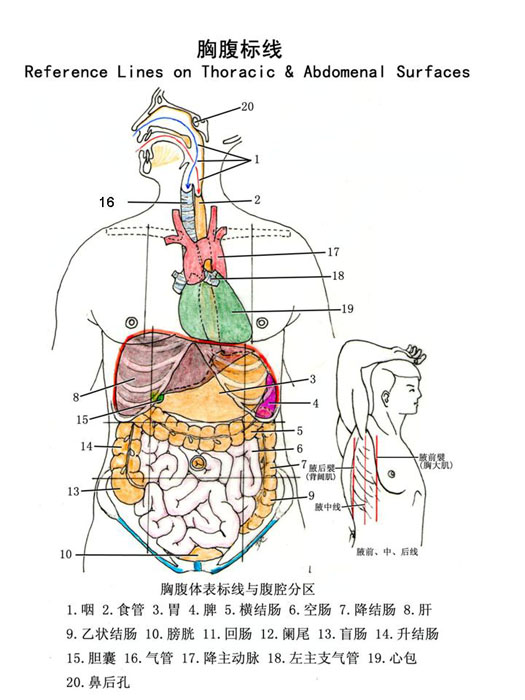 人体解剖学精品视频公开课              