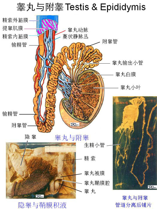 男生殖-睾丸与附睾.jpg