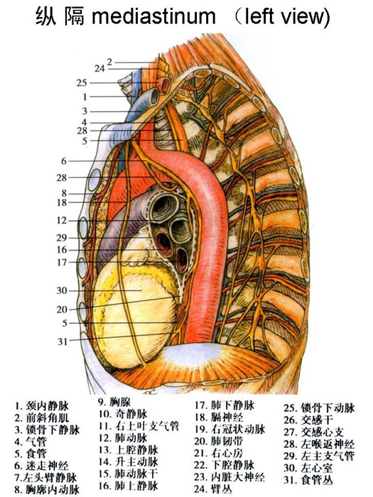 呼吸系-纵隔左侧面