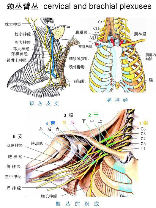 周围神经系-颈丛臂丛