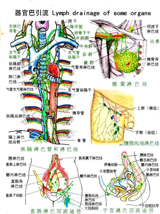 淋巴-器官淋巴引流.jpg