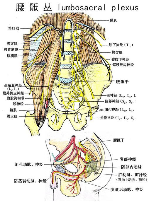 周围神经系-腰骶丛