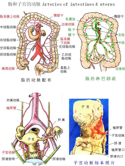 血管-肠和子宫的动脉.jpg