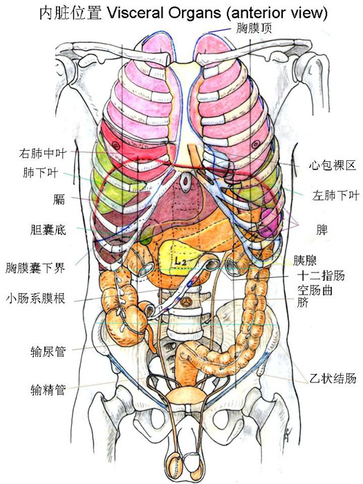 消化系-内脏位置(前)