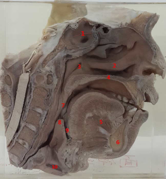 嘉应学院医学院解剖教研室