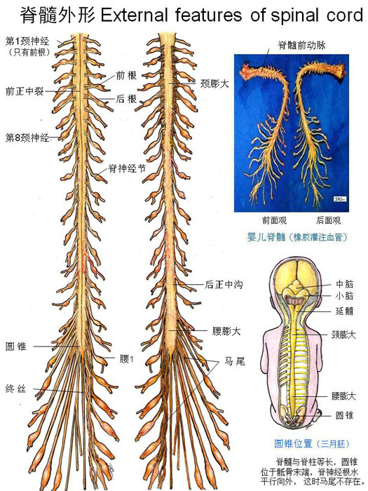 首页 手绘彩图—神经系统 中枢神经系-脊髓外形.