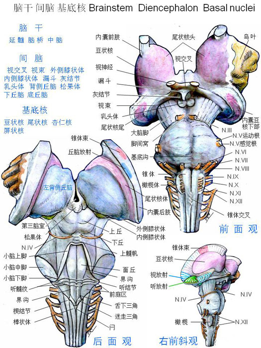 中枢神经系-脑干间脑基底核.jpg