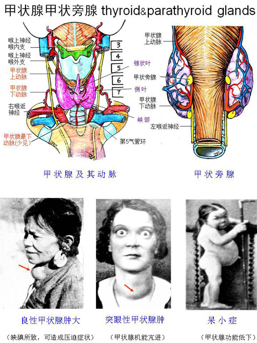 内分泌-甲状腺甲状旁腺