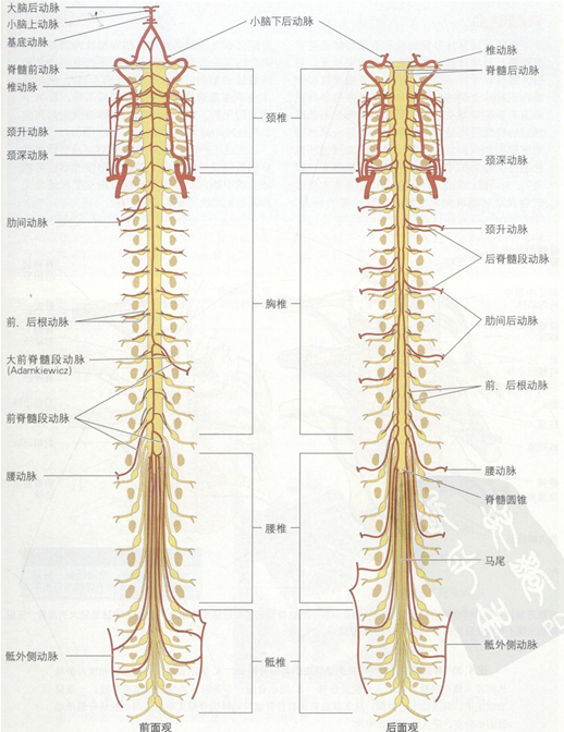 当血压严重下降3 ~ 6min 时,从脊髓段动脉到脊髓前动脉供应脊髓胸部中