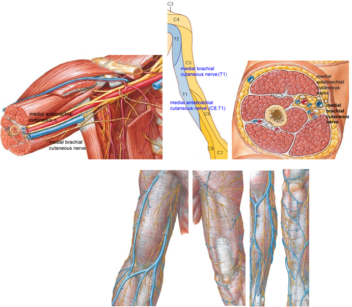 臂神经丛 - 嘉应学院医学院解剖教研室