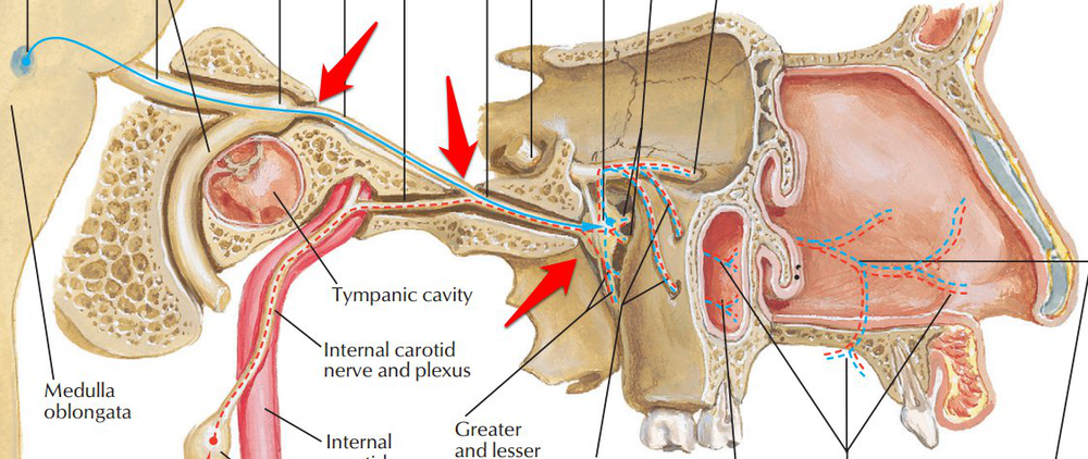 鼻腔,鼻旁窦支配 经由sphenopalatine foramen(蝶腭孔 进入鼻腔,支配