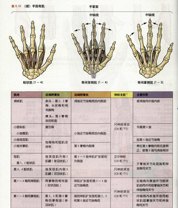 在手部并不发出肌支,但在臂部桡神经损伤却会导致严重的手功能丧失