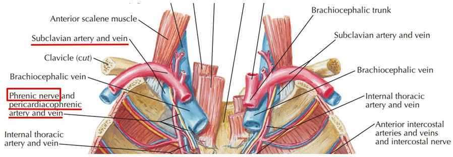 经深筋膜(deep facia)中的椎前筋膜(prevertebral fascia)内部下行