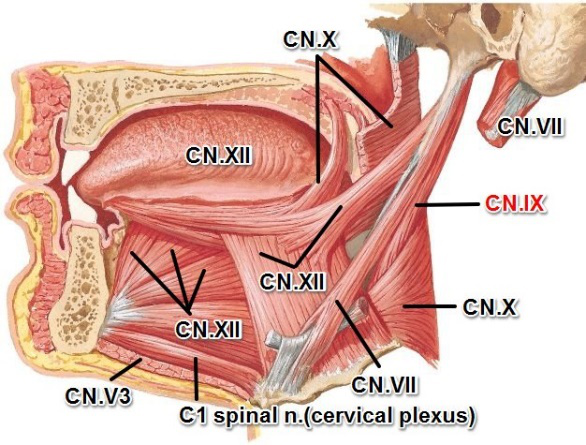 xii舌下神经支配   第一咽首页 解剖组织胚胎融合讲义 副神经