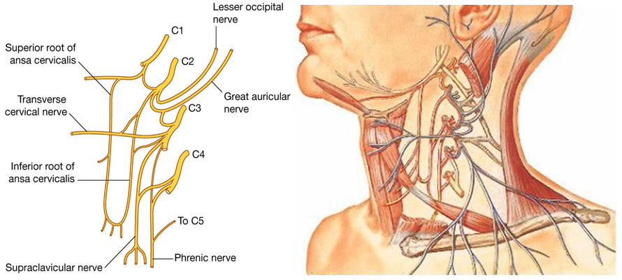 q¤ n. to geniohyoid (c1)(颏舌骨肌神经)   °¤@d°¤us×i n.